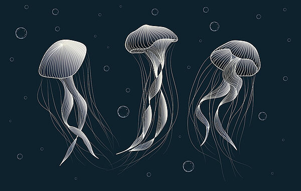 Group of jellyfishes in the water Group of jellyfishes in the water
