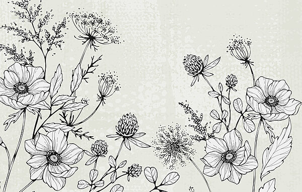 Drawing of flowers and leaves Drawing of flowers and leaves