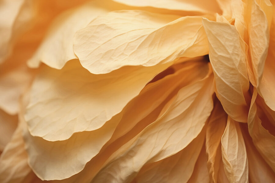 Close up of a flower