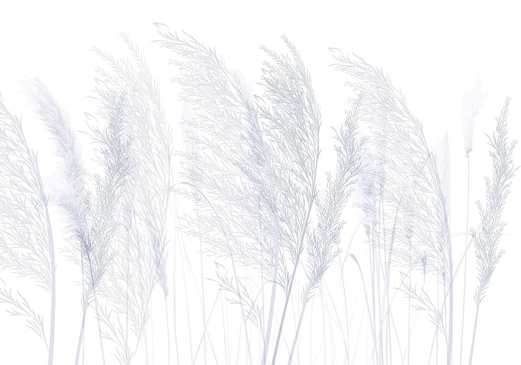 Group of grass with white background Group of grass with white background