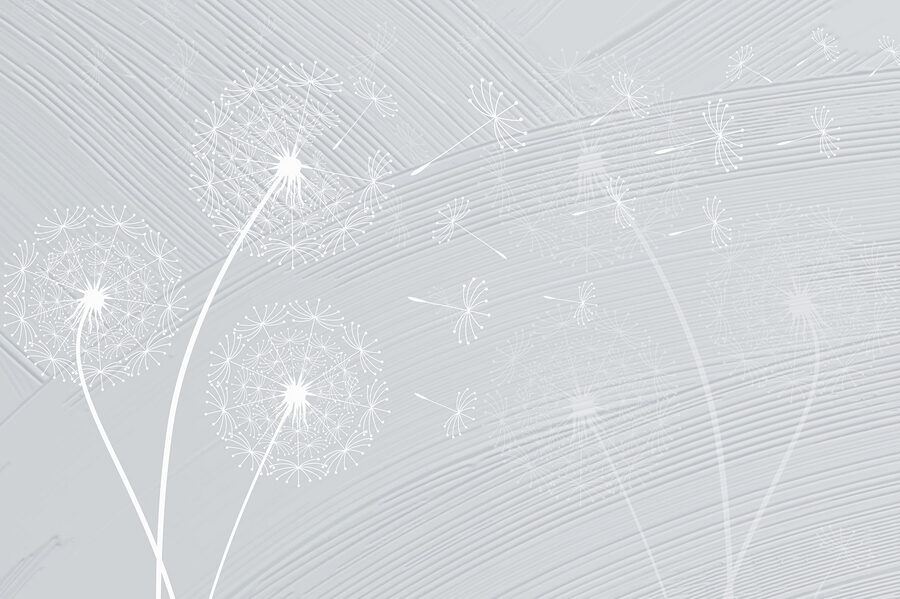White dandelion flowers