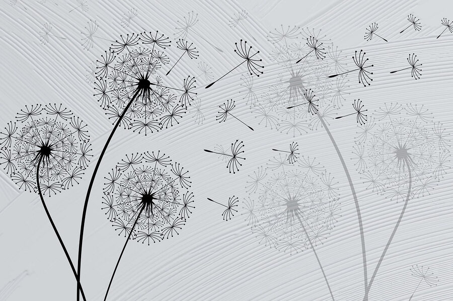 Dandelion seeds dancing in the breeze