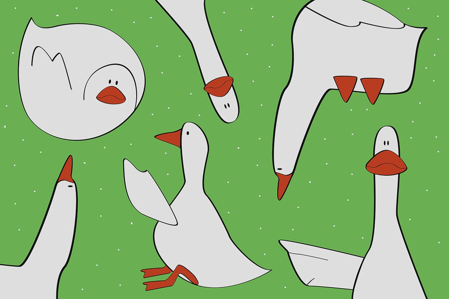 Group of white geese