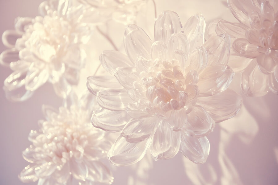 Delicate petals in soft light.