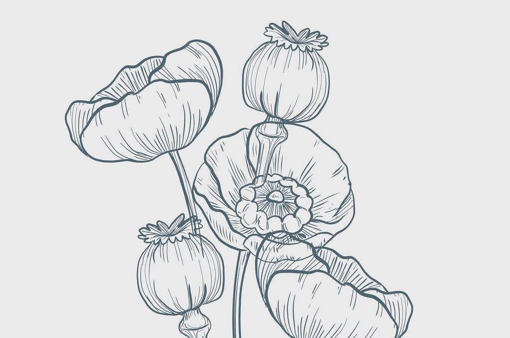 Drawing of flowers and buds Drawing of flowers and buds