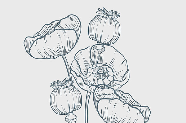 Drawing of flowers and buds Drawing of flowers and buds