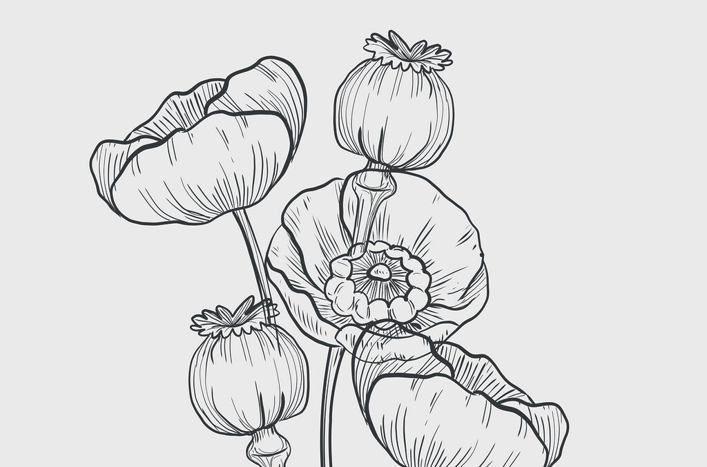 Drawing of flowers on a white background Drawing of flowers on a white background