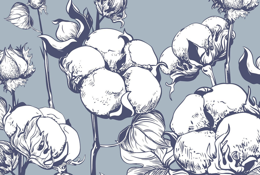 Delicate cotton blooms on blue background w02097p 1024x690 - Delicate cotton blooms on blue background