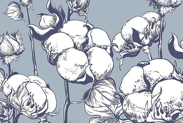 Delicate cotton blooms on blue background w02097p 600x404 - Delicate cotton blooms on blue background