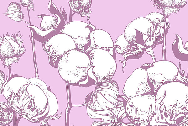 Cotton blooms on a soft backdrop Cotton blooms on a soft backdrop