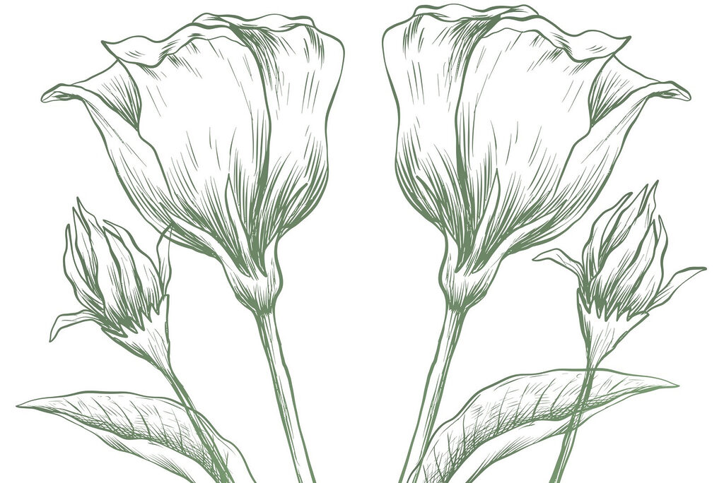 Drawing of flowers and leaves Drawing of flowers and leaves