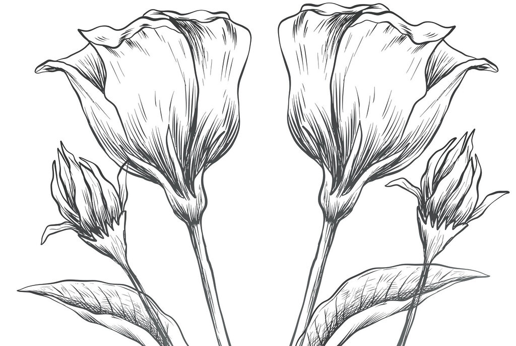 Drawing of flowers on a white background Drawing of flowers on a white background