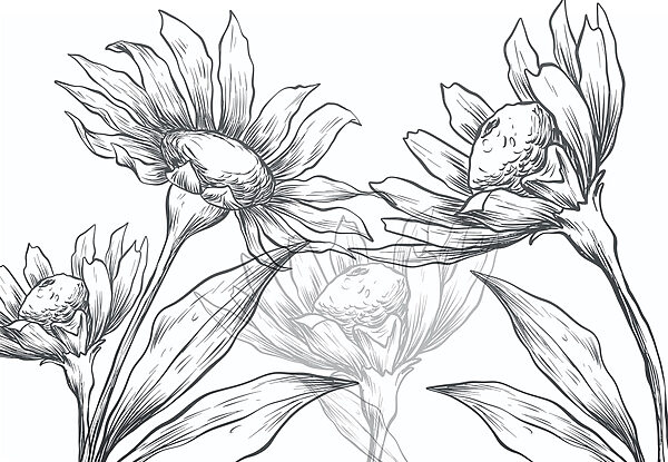 Drawing of flowers with leaves Drawing of flowers with leaves