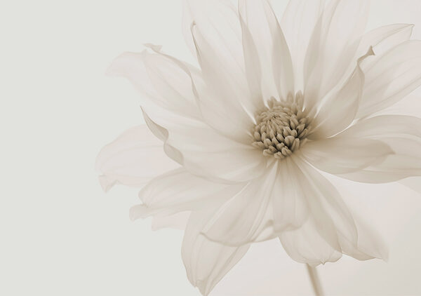Delicate petals of pure elegance Delicate petals of pure elegance