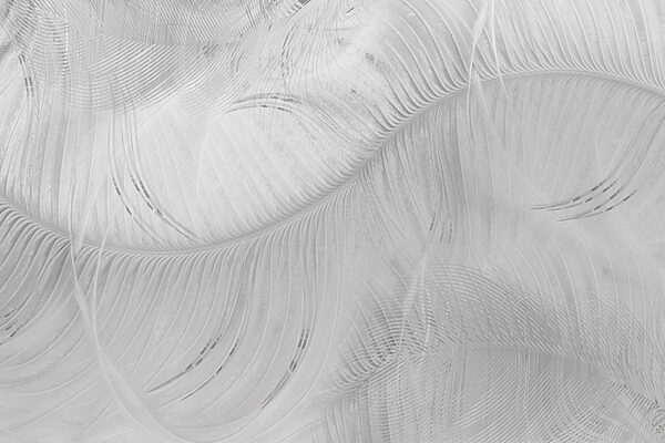 White feather pattern on a white surface White feather pattern on a white surface