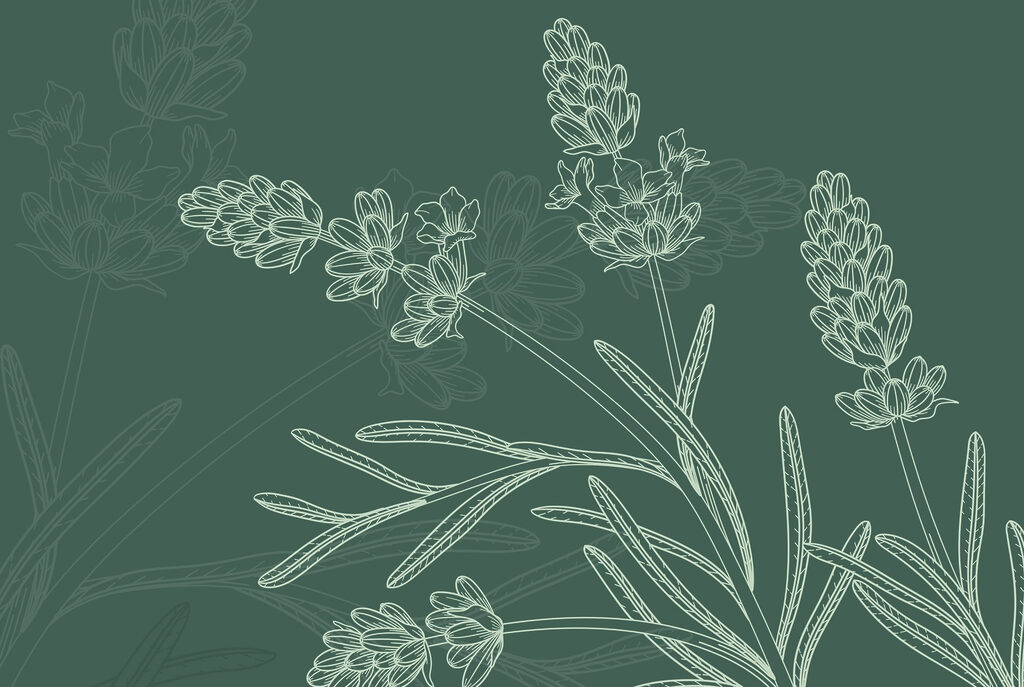 Drawing of a plant Drawing of a plant