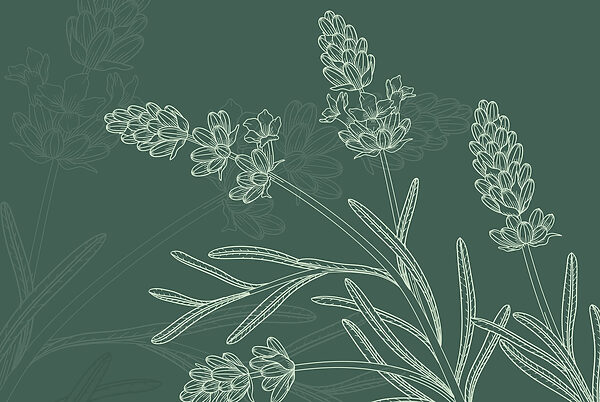 Drawing of a plant Drawing of a plant