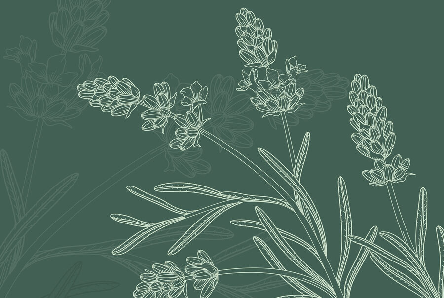 Drawing of a plant