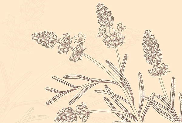 Drawing of a plant Drawing of a plant