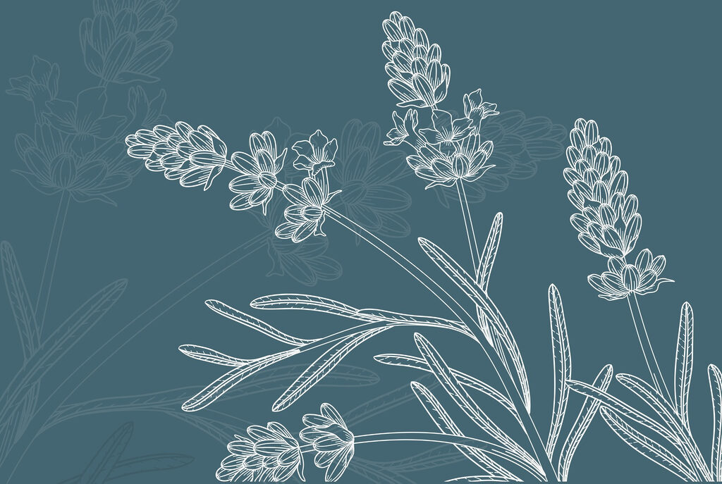 Drawing of a plant Drawing of a plant