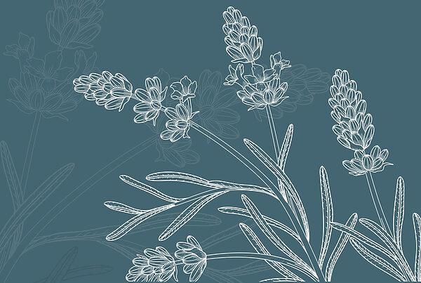 Drawing of a plant Drawing of a plant