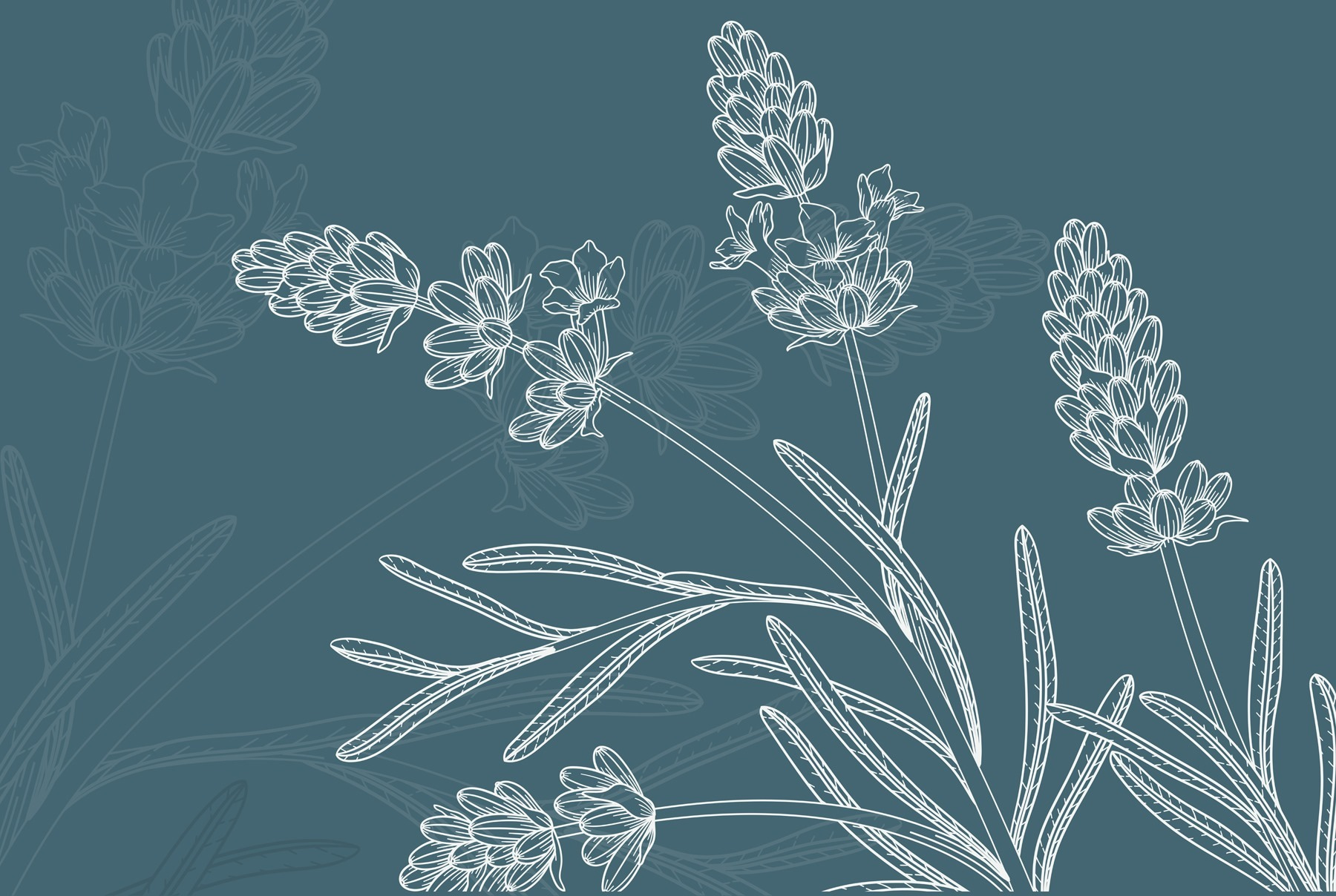 Drawing of a plant Drawing of a plant