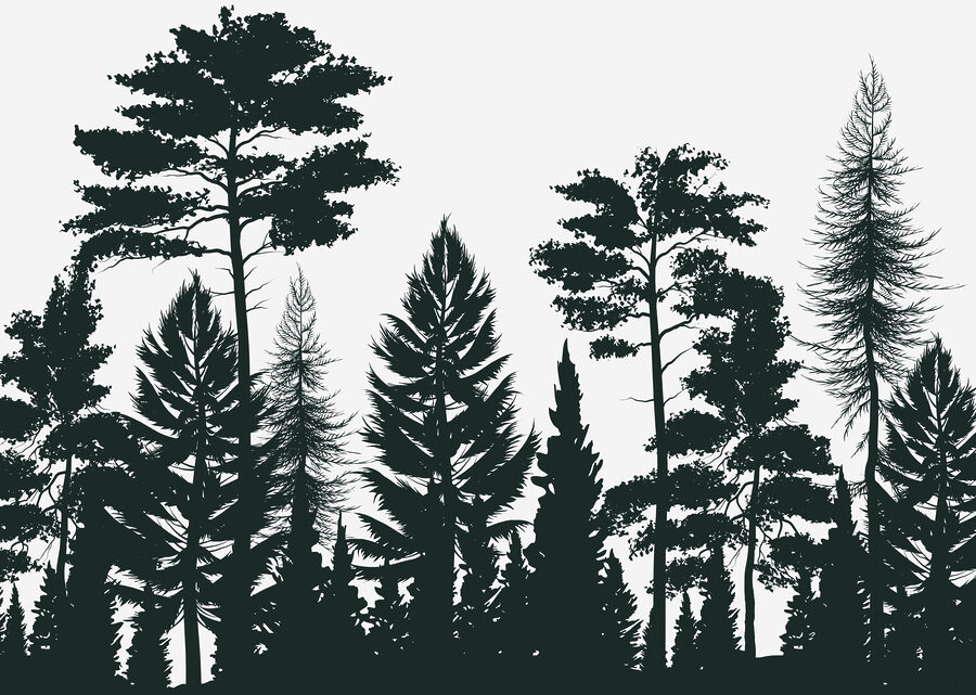 Wall murals Group of trees in a forest - Image 3