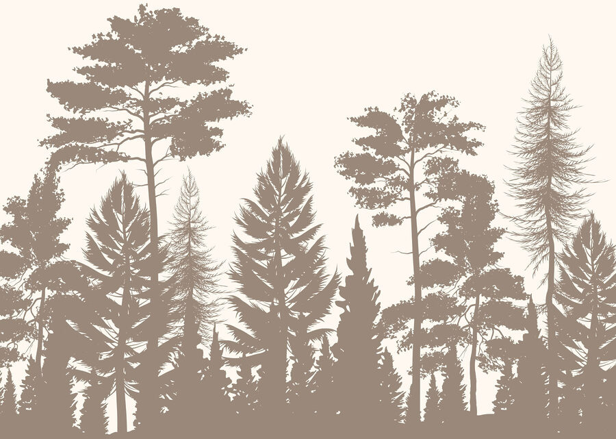 Group of trees in a forest