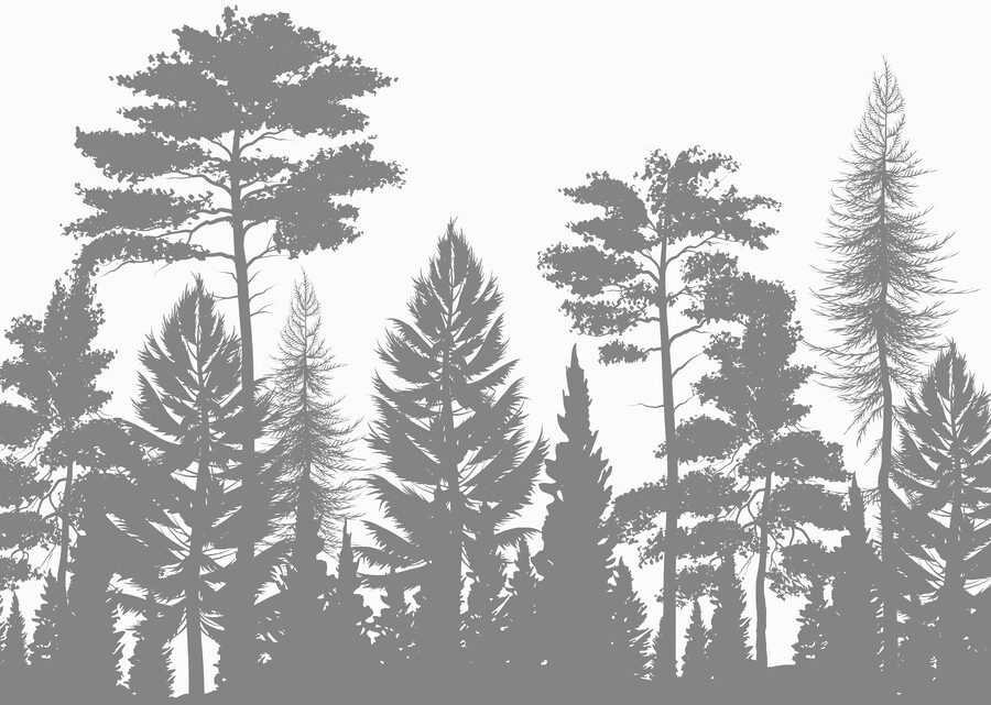 Group of trees in a forest