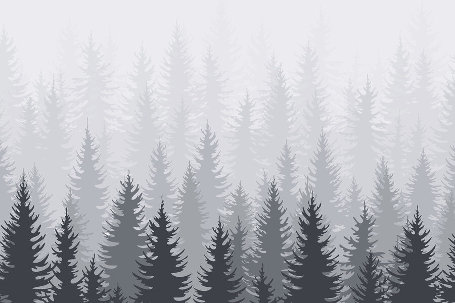 Group of trees in a forest