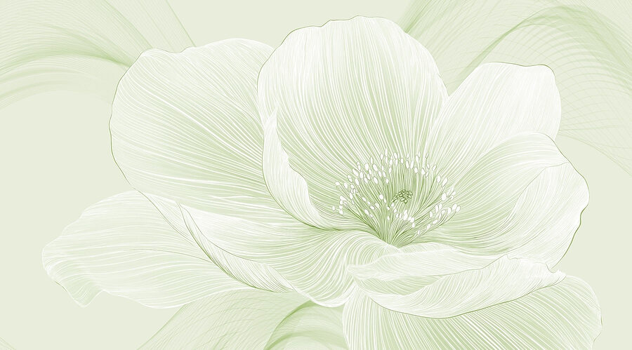 Delicate lines of nature’s beauty Delicate lines of nature’s beauty