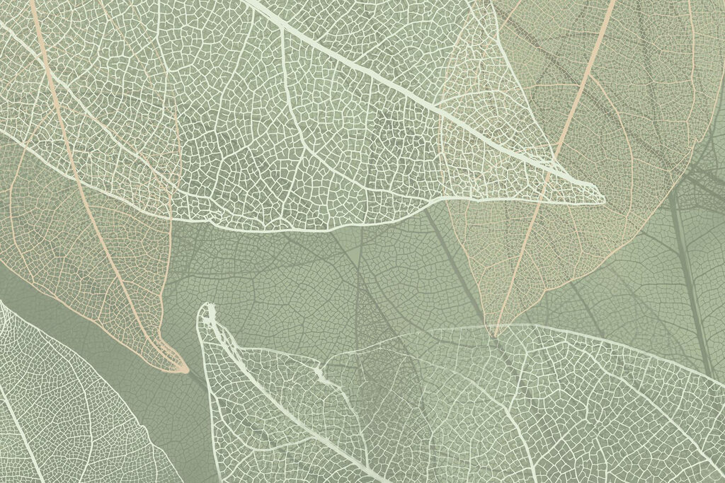 Delicate patterns of nature’s design Delicate patterns of nature’s design