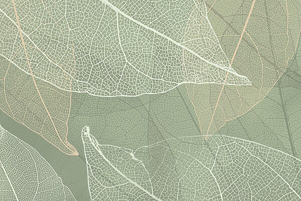 Delicate patterns of nature’s design Delicate patterns of nature’s design
