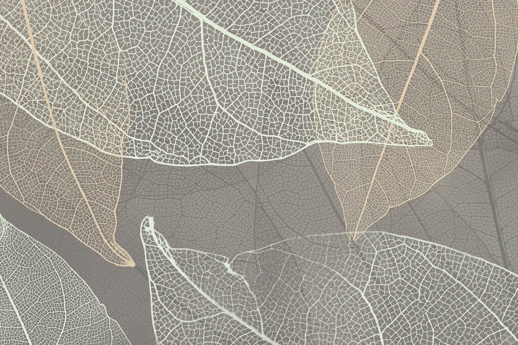 Delicate patterns of leaf veins Delicate patterns of leaf veins