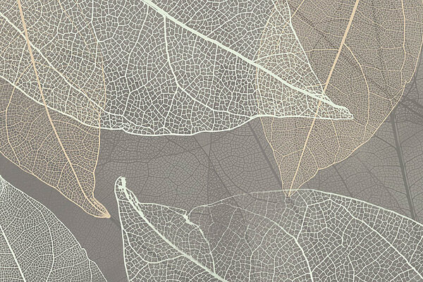 Delicate patterns of leaf veins Delicate patterns of leaf veins