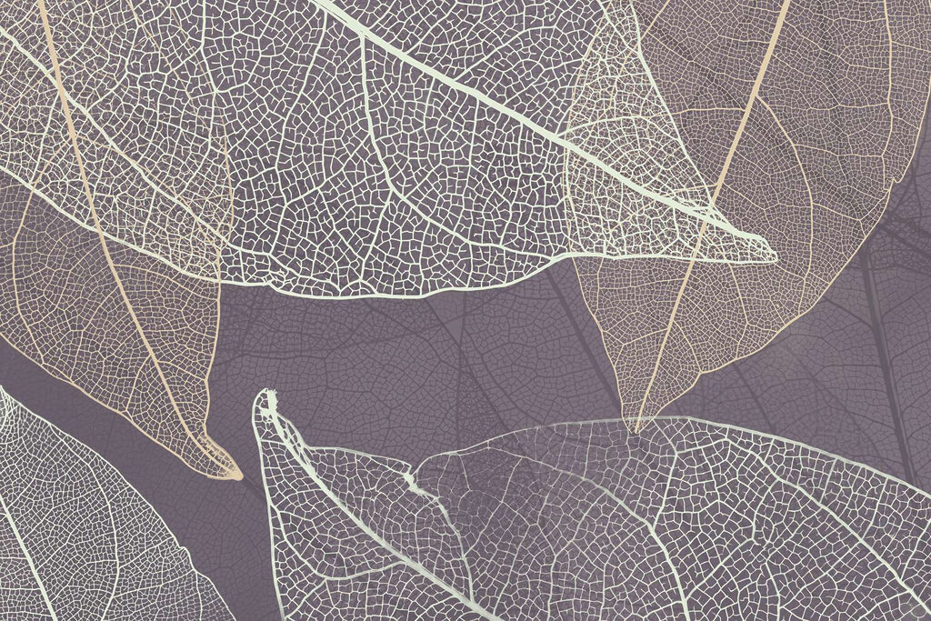 Nature’s delicate leaf patterns revealed. Nature’s delicate leaf patterns revealed.