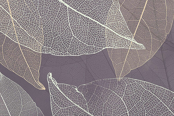 Nature’s delicate leaf patterns revealed. Nature’s delicate leaf patterns revealed.