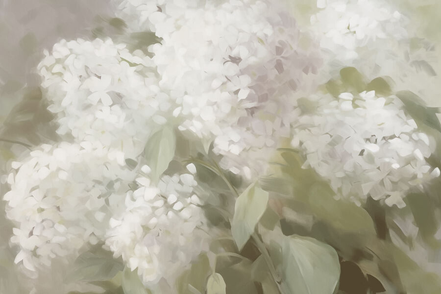 Delicate white blooms in soft light Delicate white blooms in soft light