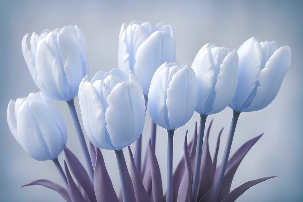 Group of white tulips Group of white tulips