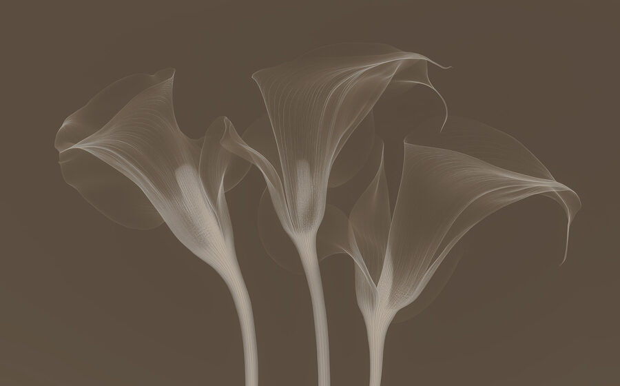 Wall murals Group of flowers with white lines - Image 6