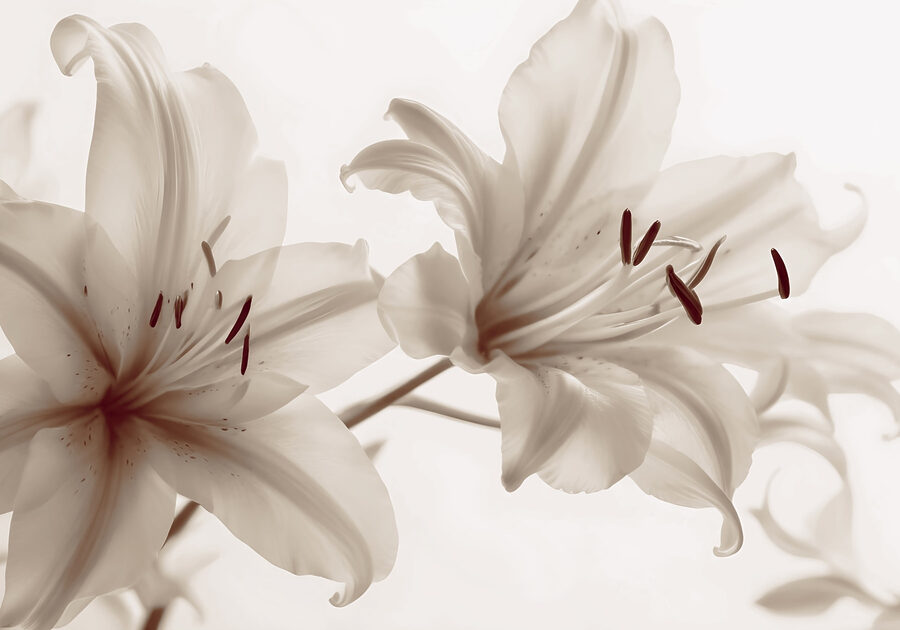 Soft blooms in gentle hues. Soft blooms in gentle hues.
