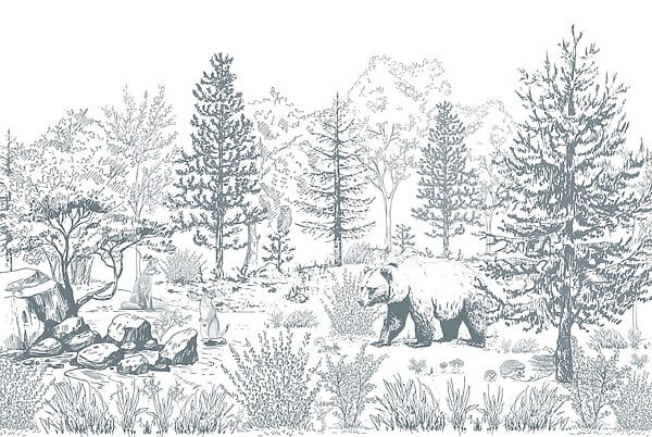 Bear in the woods Bear in the woods
