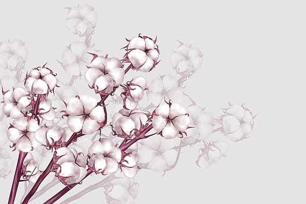 Plant with white flowers Plant with white flowers
