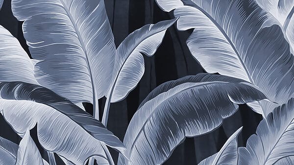 Nature’s elegance in monochrome hues Nature’s elegance in monochrome hues