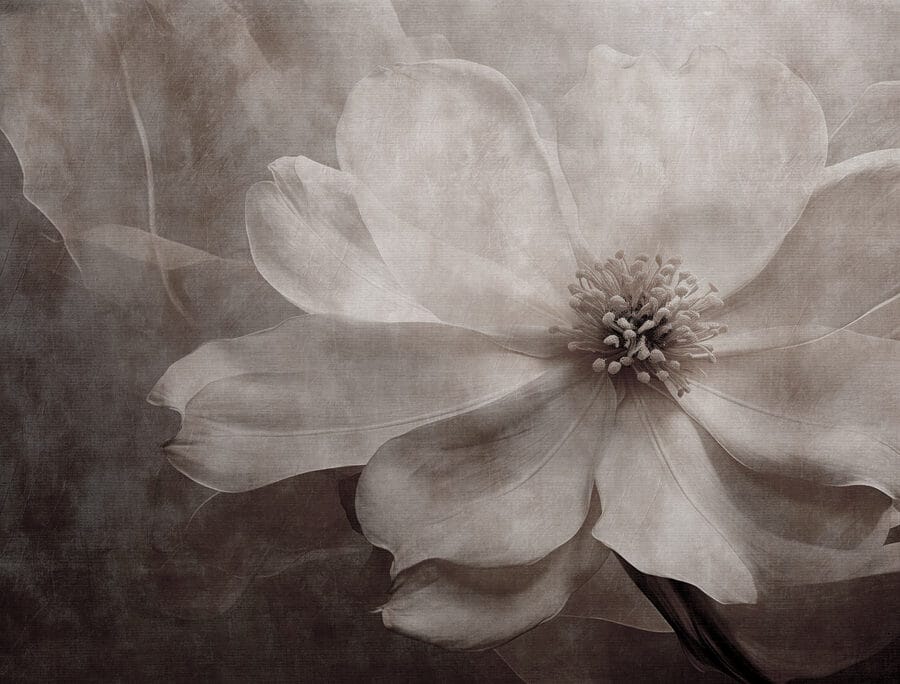 Delicate petals in soft tones Delicate petals in soft tones
