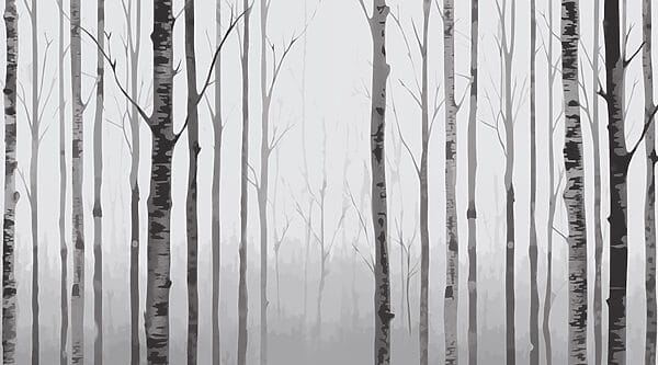 Group of trees in a forest Group of trees in a forest