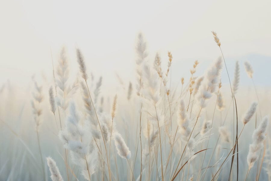Soft grasses in tranquil sunlight