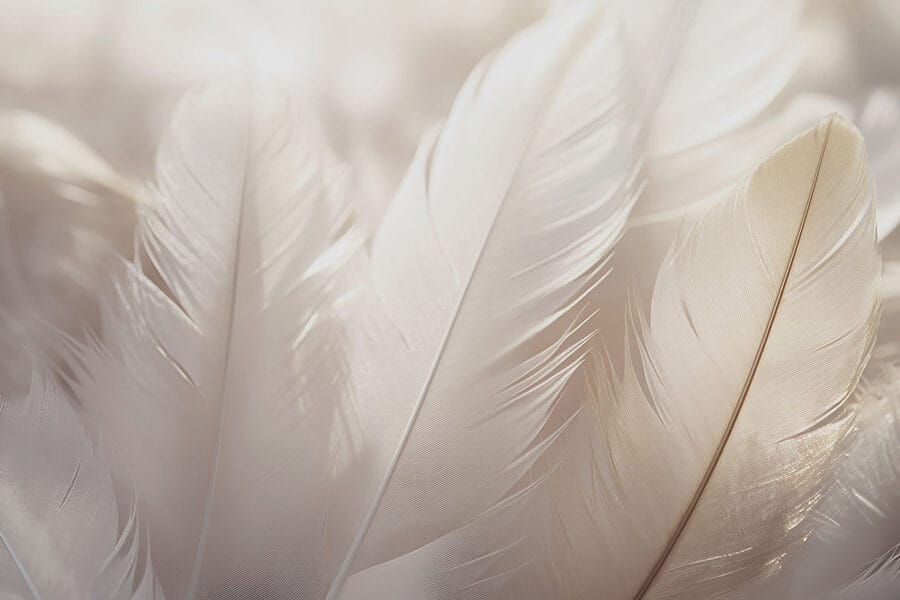 Soft elegance of delicate feathers Soft elegance of delicate feathers