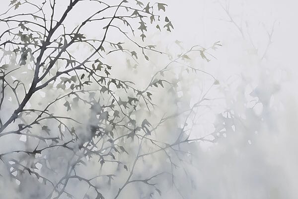 Tree with leaves in fog Tree with leaves in fog