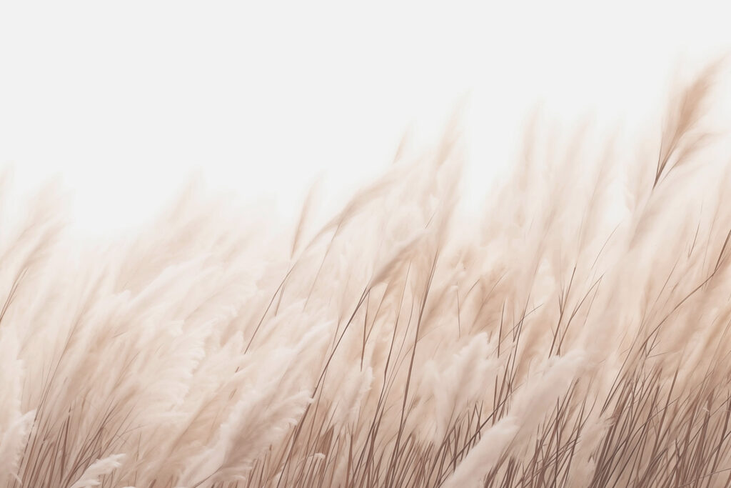 Soft grasses in gentle sunlight Soft grasses in gentle sunlight